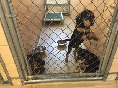 Jefferson county hot sale dog shelter